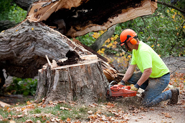 The Steps Involved in Our Tree Care Process in Augusta, KY